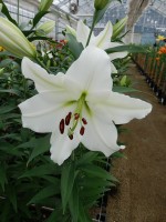 [5615 VH45 No02.JPG]